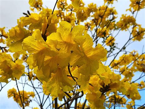 黃鐘花風水|香港賞花好去處2024